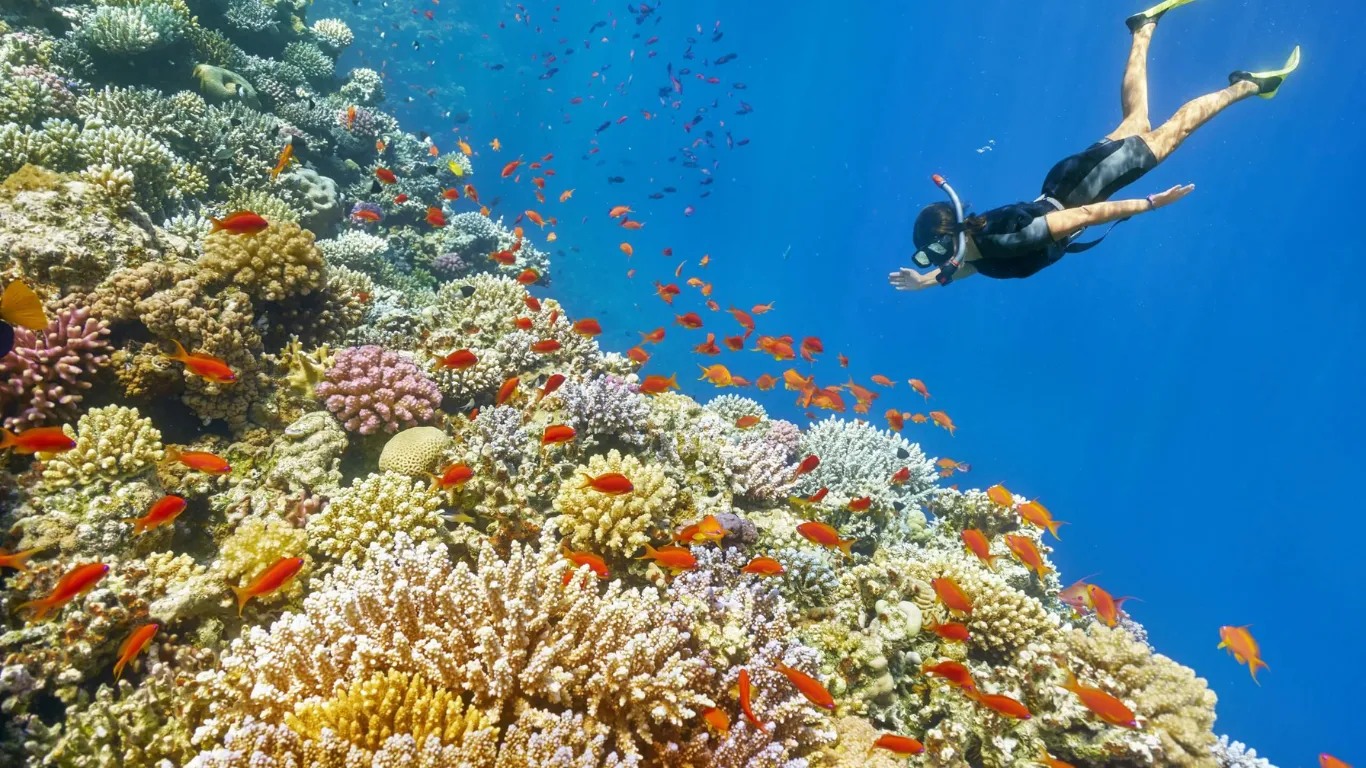 Snorkel Sharm El Sheikh