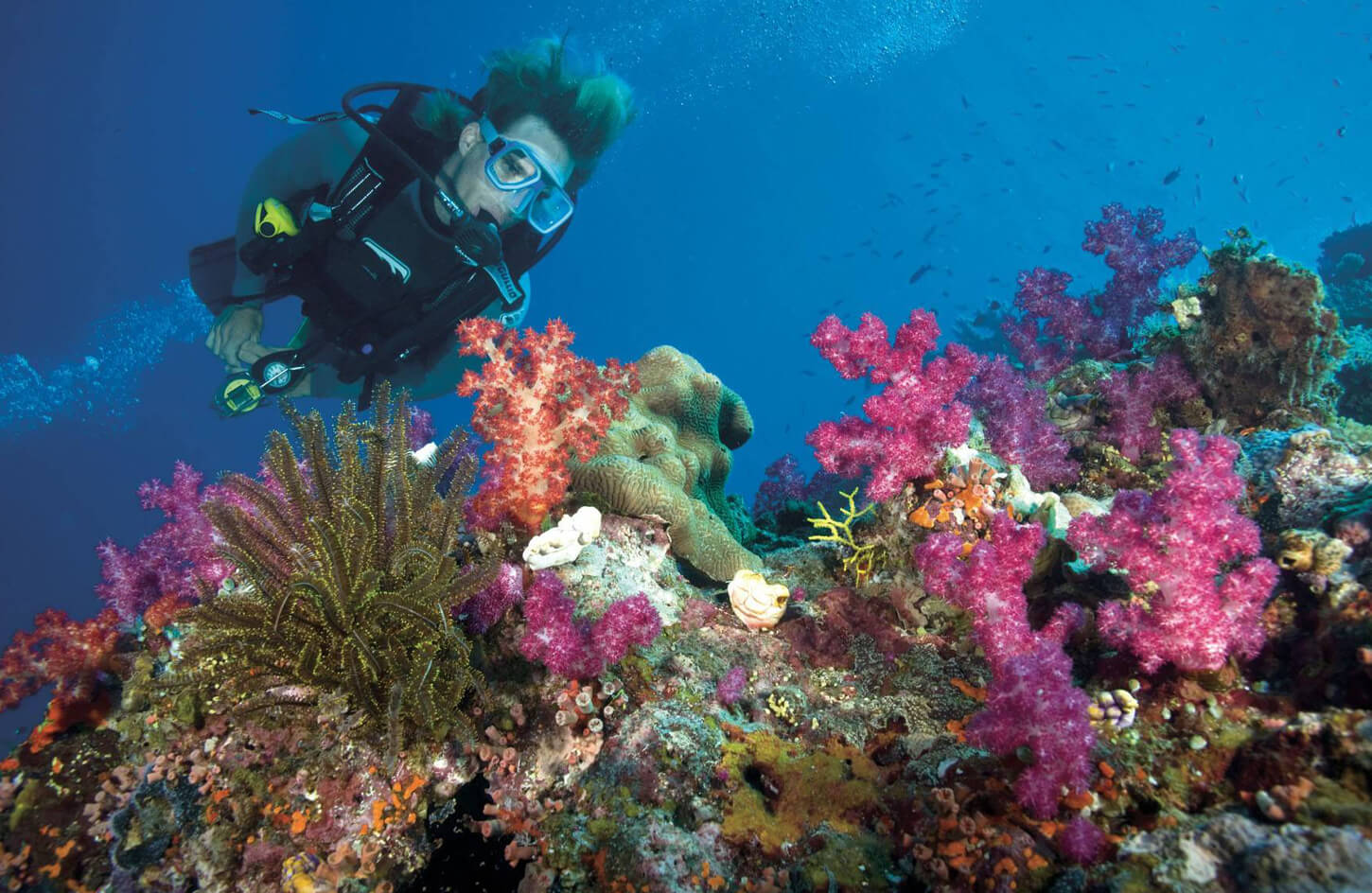 Diving and Snorkeling in the Red Sea